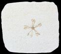 Floating Crinoid (Saccocoma) - Solnhofen Limestone #58302-1